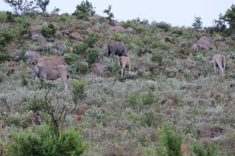 KZN27_(14).jpg