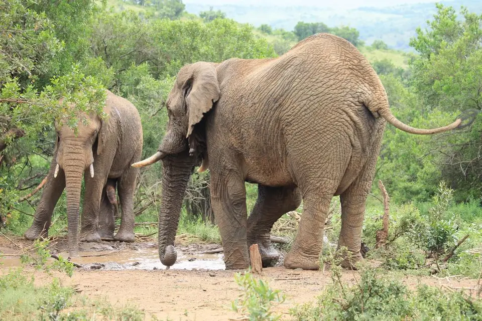 KZN27_(147).jpg