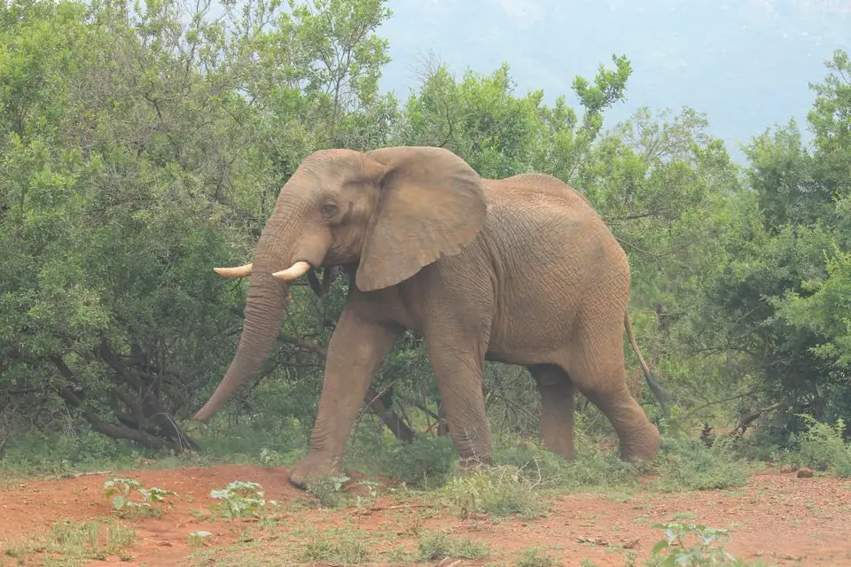 KZN27_(154).jpg