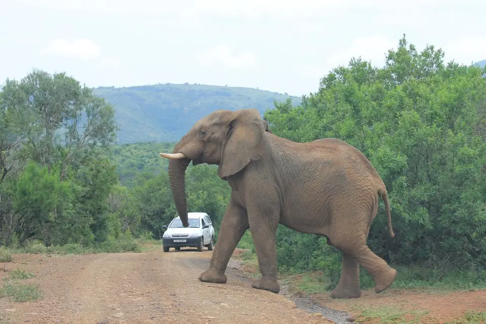 KZN27_(156).jpg