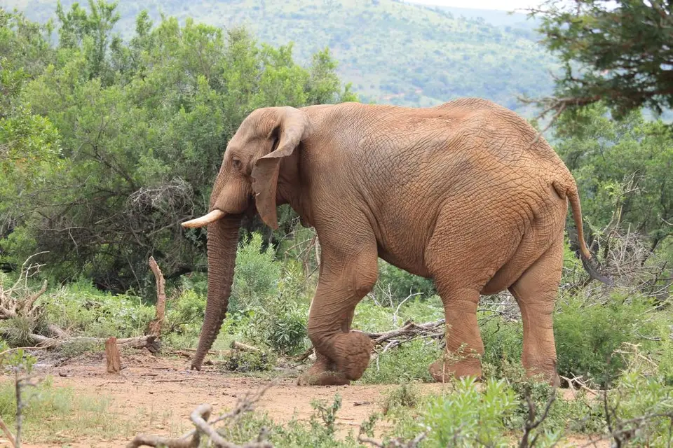 KZN27_(159).jpg