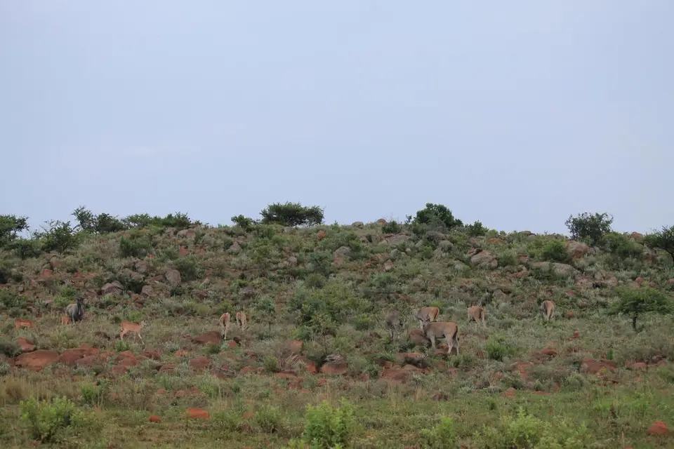 KZN27_(16).jpg