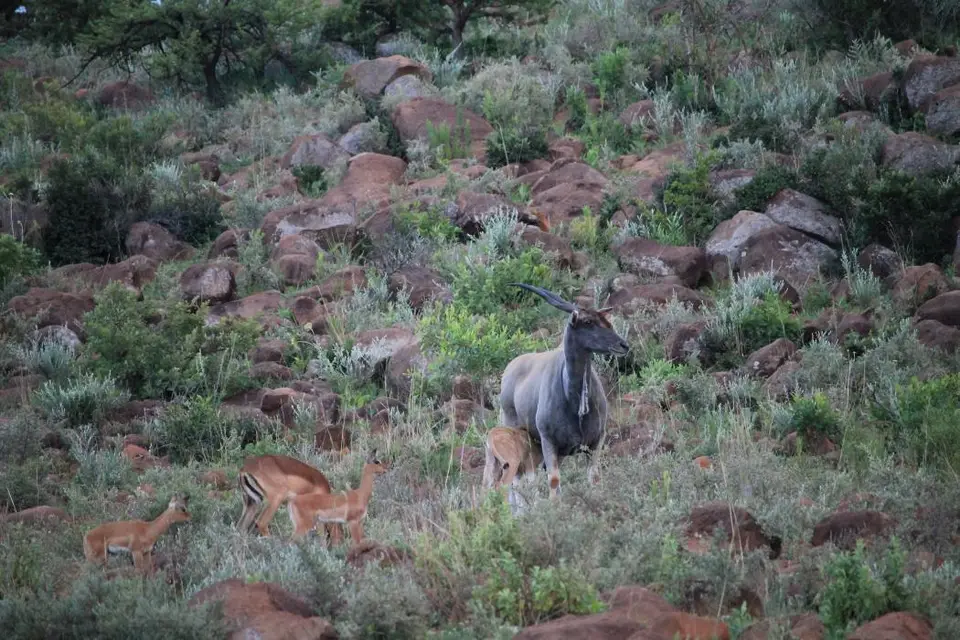 KZN27_(17).jpg