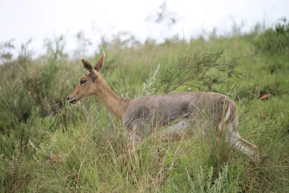 KZN27_(174).jpg