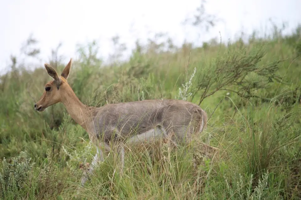 KZN27_(175).jpg