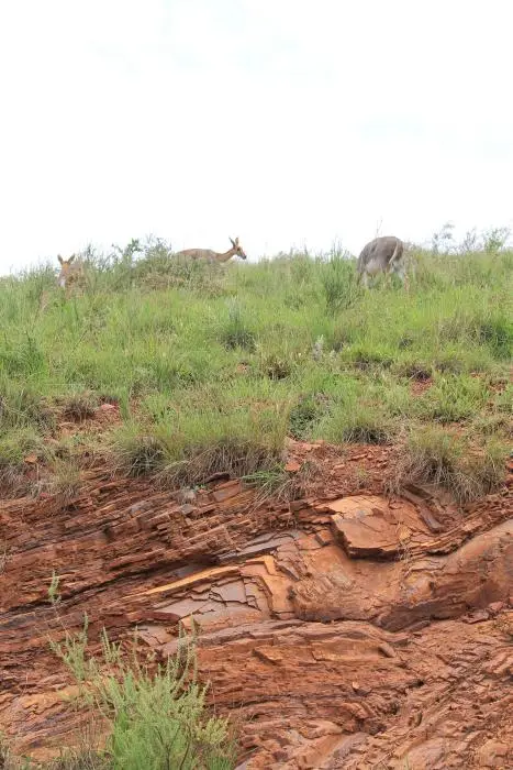 KZN27_(178).jpg