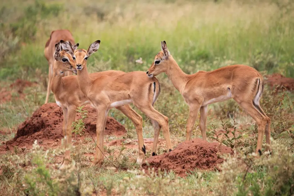 KZN27_(181).jpg