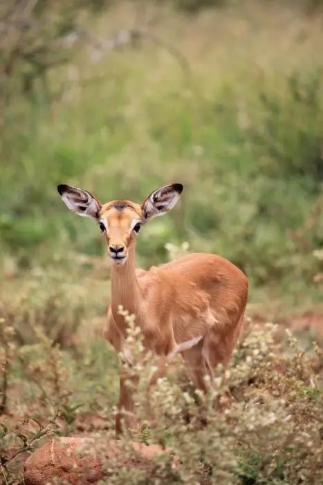 KZN27_(183).jpg