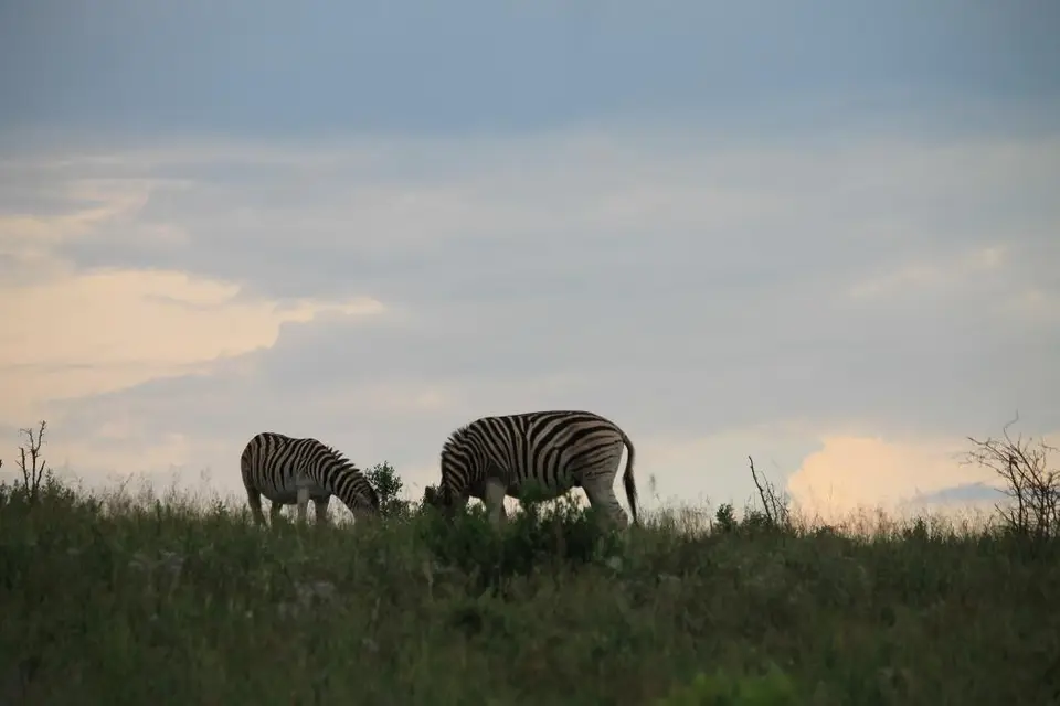 KZN27_(199).jpg