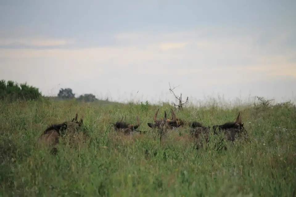 KZN27_(200).jpg