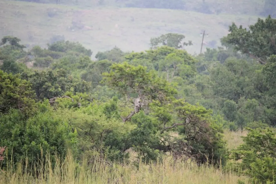 KZN27_(203).jpg
