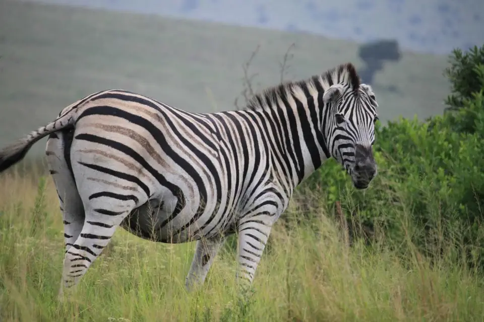 KZN27_(209).jpg