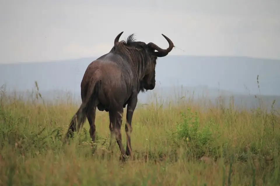 KZN27_(215).jpg