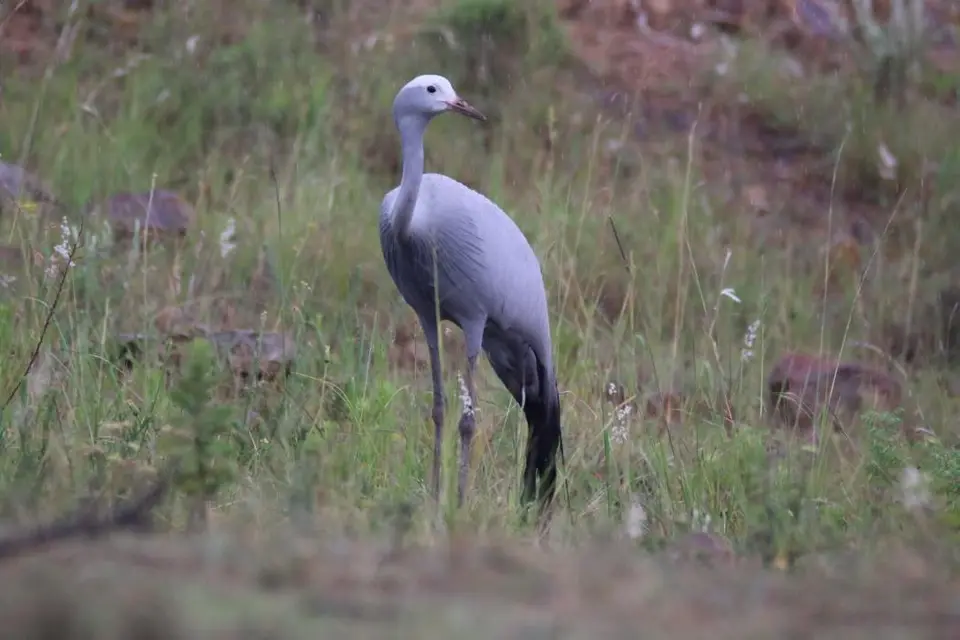 KZN27_(217).jpg