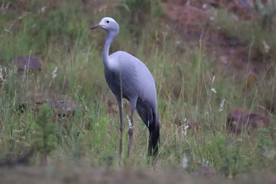 KZN27_(218).jpg