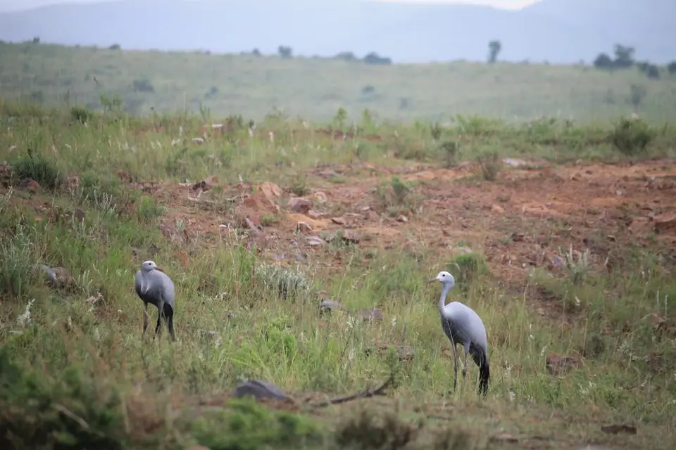 KZN27_(221).jpg