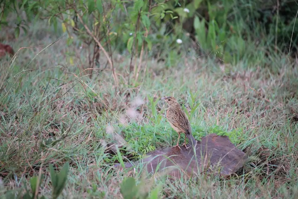 KZN27_(223).jpg