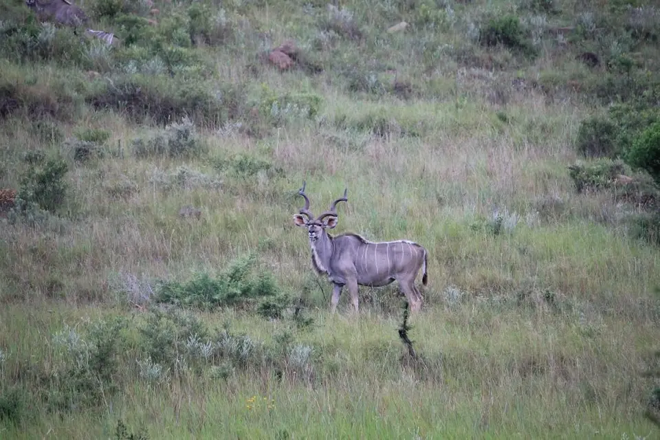 KZN27_(24).jpg