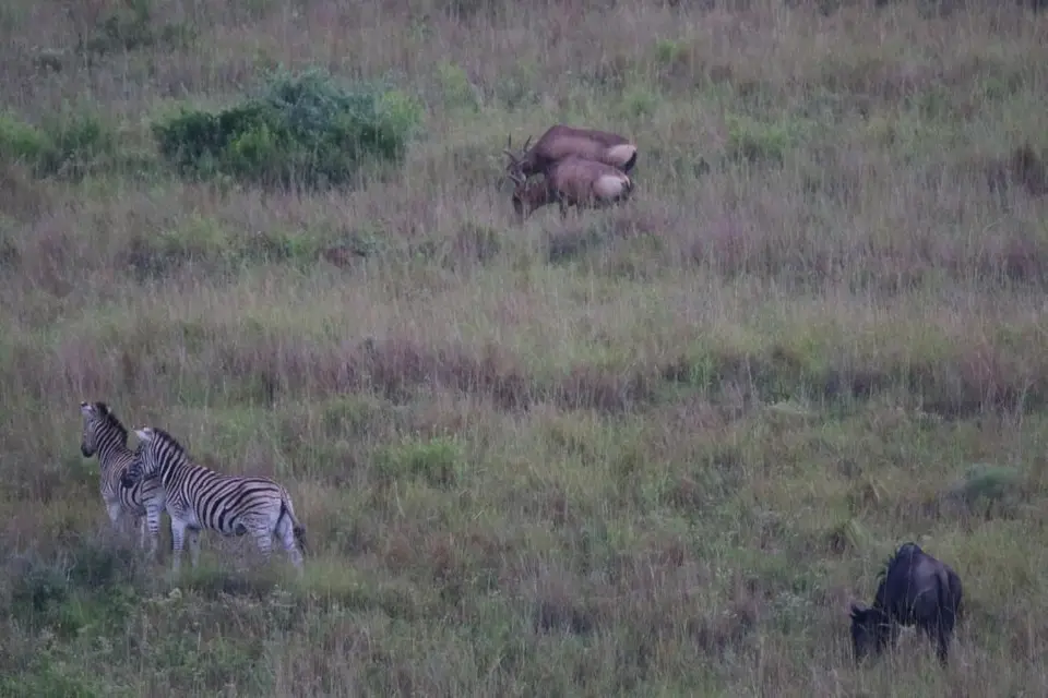 KZN27_(25).jpg