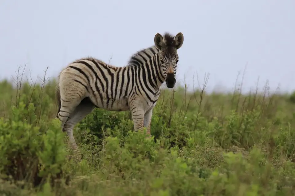 KZN27_(27).jpg