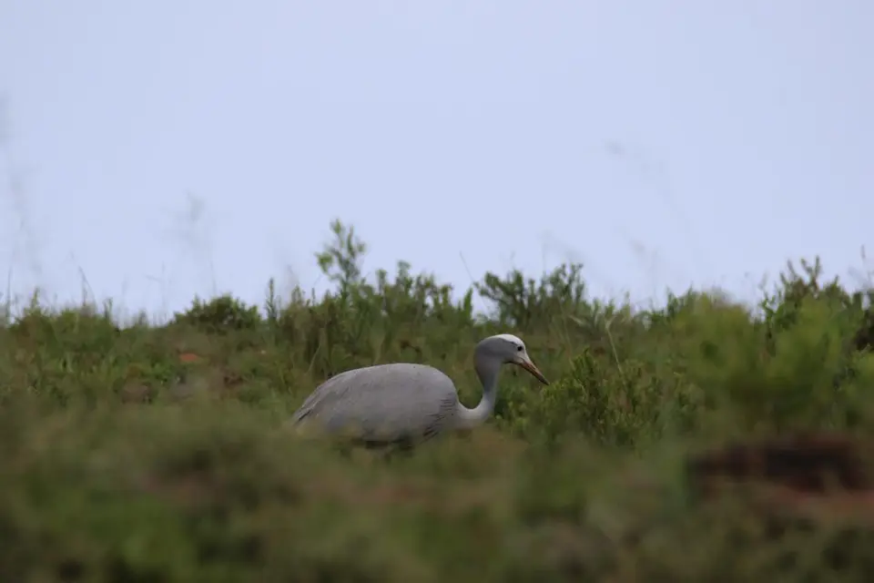 KZN27_(31).jpg