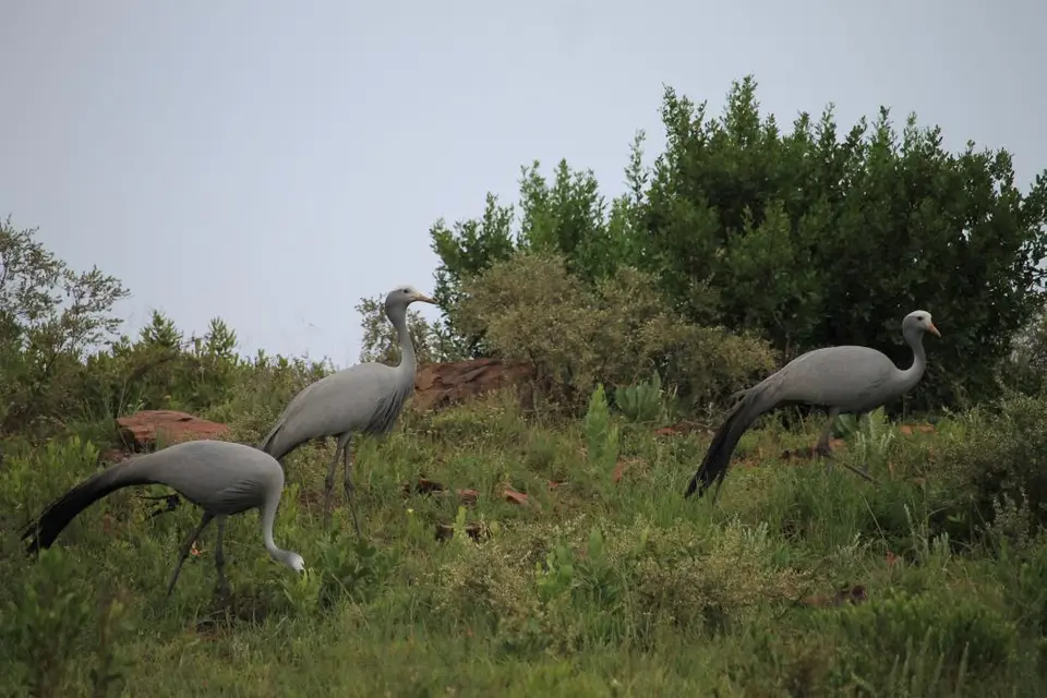 KZN27_(39).jpg