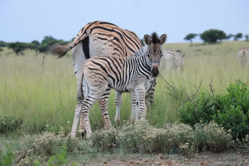 KZN27_(4).jpg