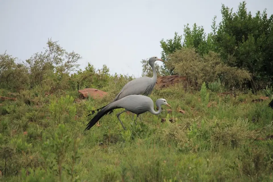 KZN27_(40).jpg