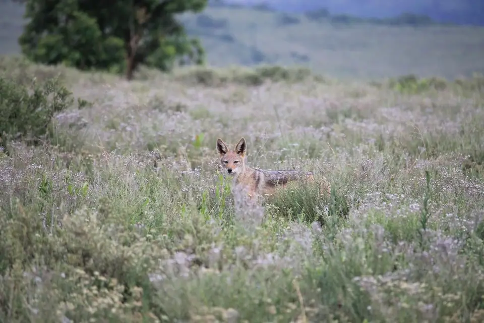 KZN27_(42).jpg