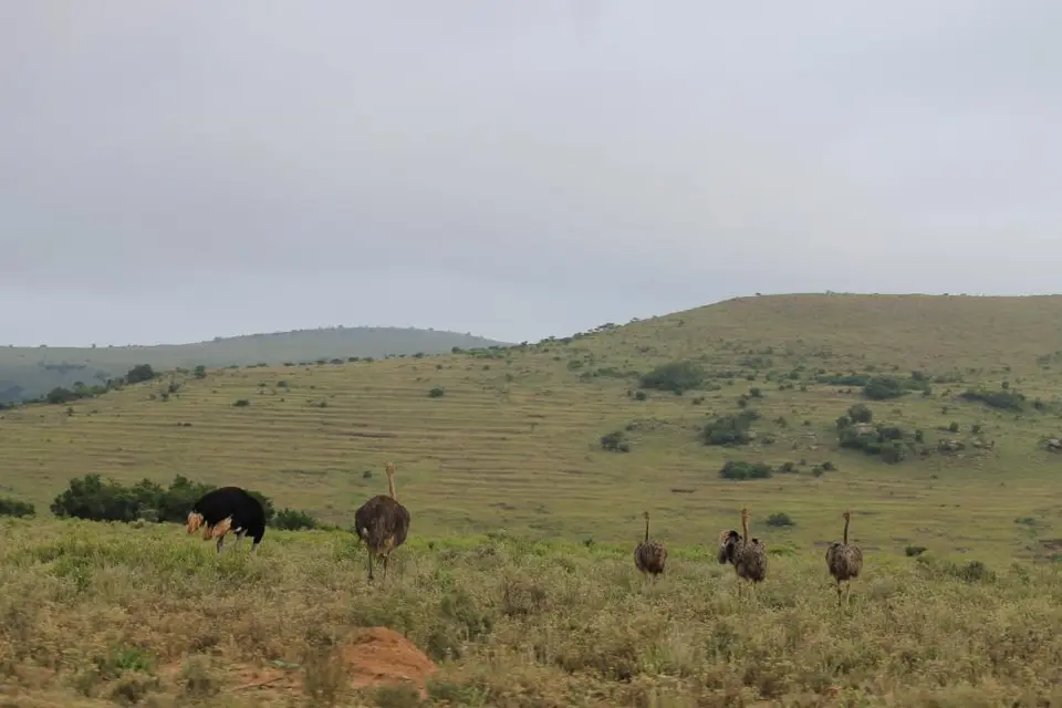 KZN27_(43).jpg