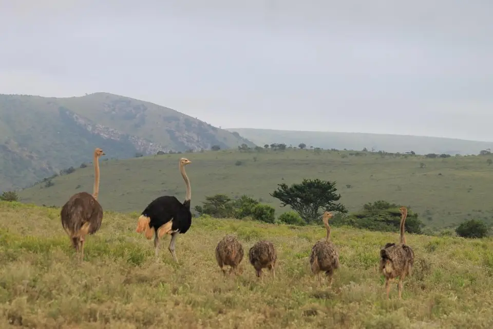 KZN27_(45).jpg