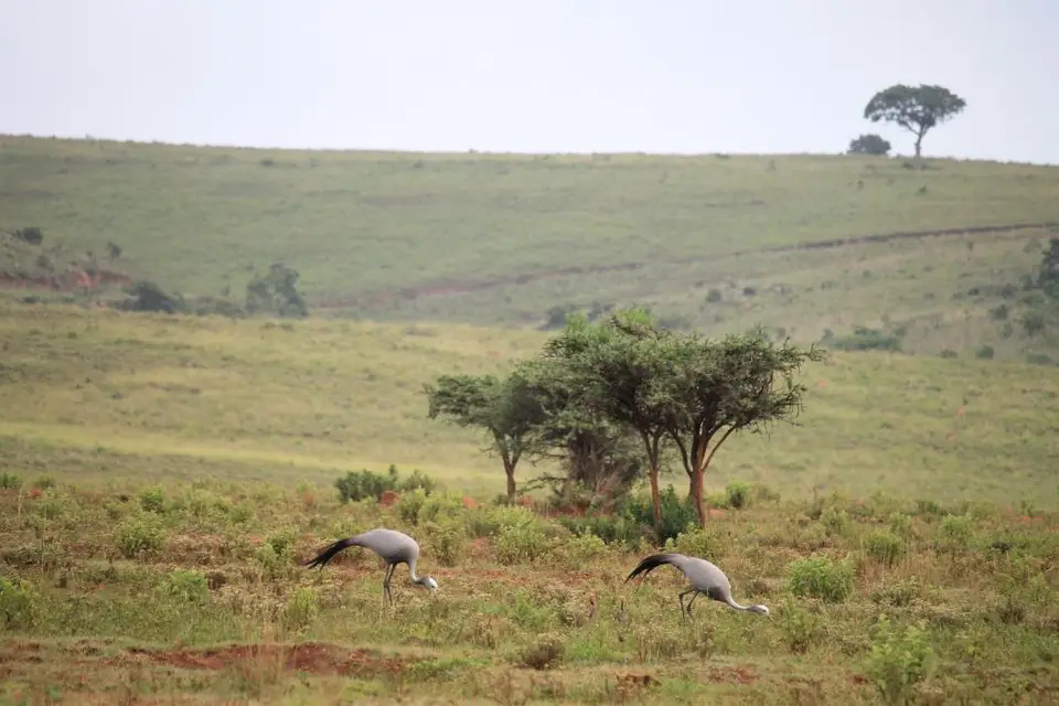 KZN27_(51).jpg