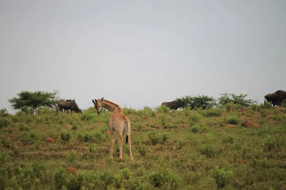 KZN27_(52).jpg