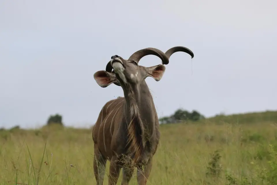 KZN27_(54).jpg