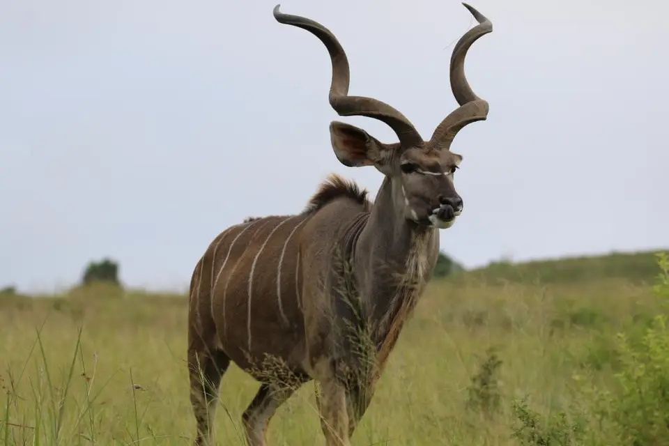 KZN27_(55).jpg