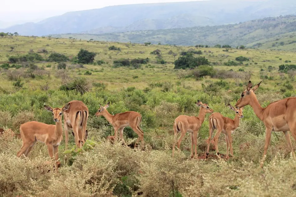 KZN27_(65).jpg
