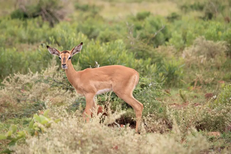 KZN27_(67).jpg
