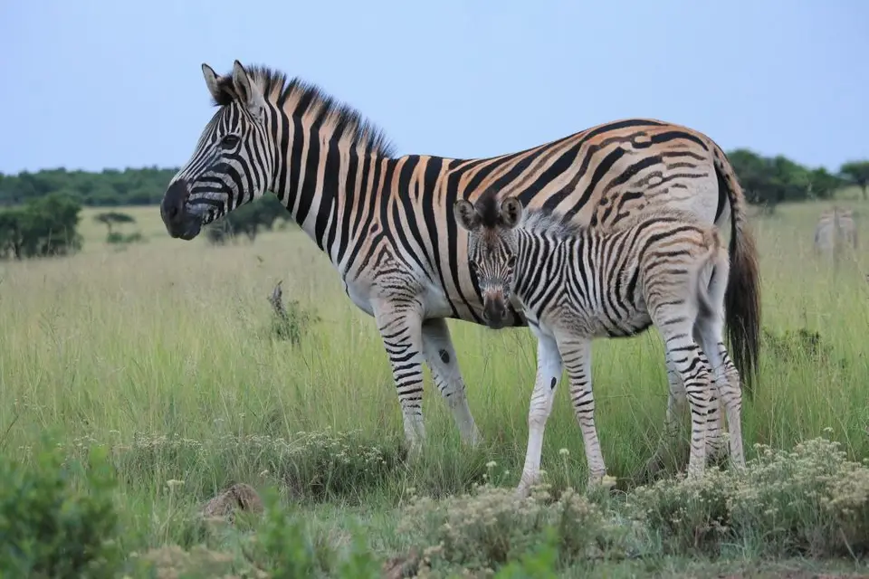 KZN27_(7).jpg