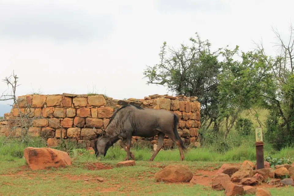 KZN27_(73).jpg