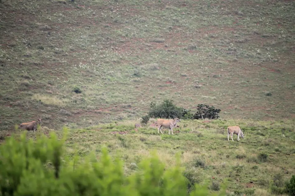 KZN27_(74).jpg