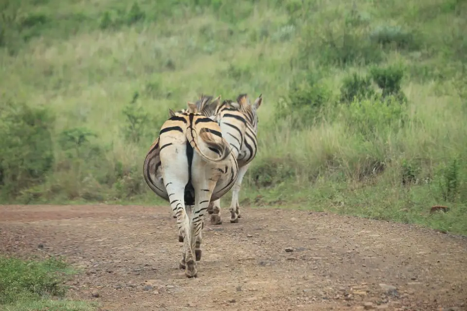 KZN27_(75).jpg