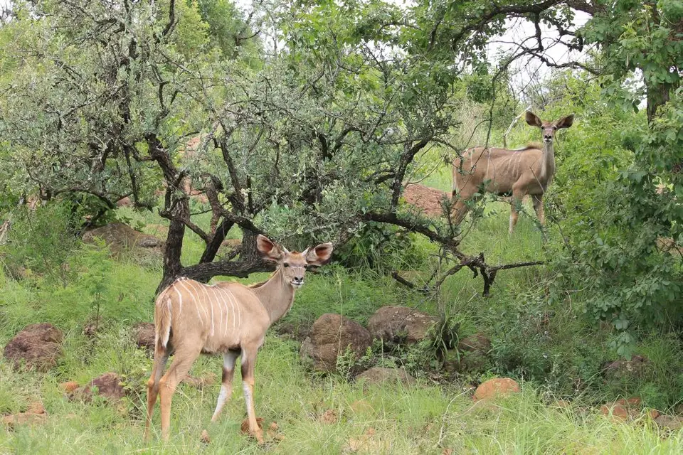 KZN27_(89).jpg