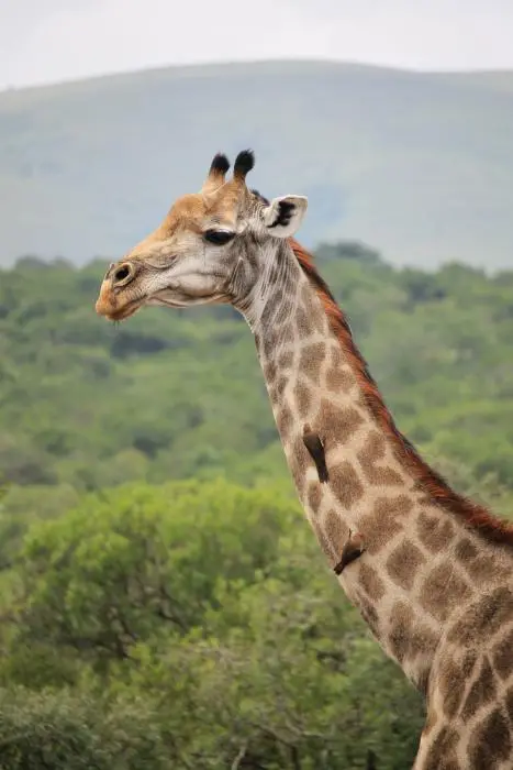 KZN27_(93).jpg