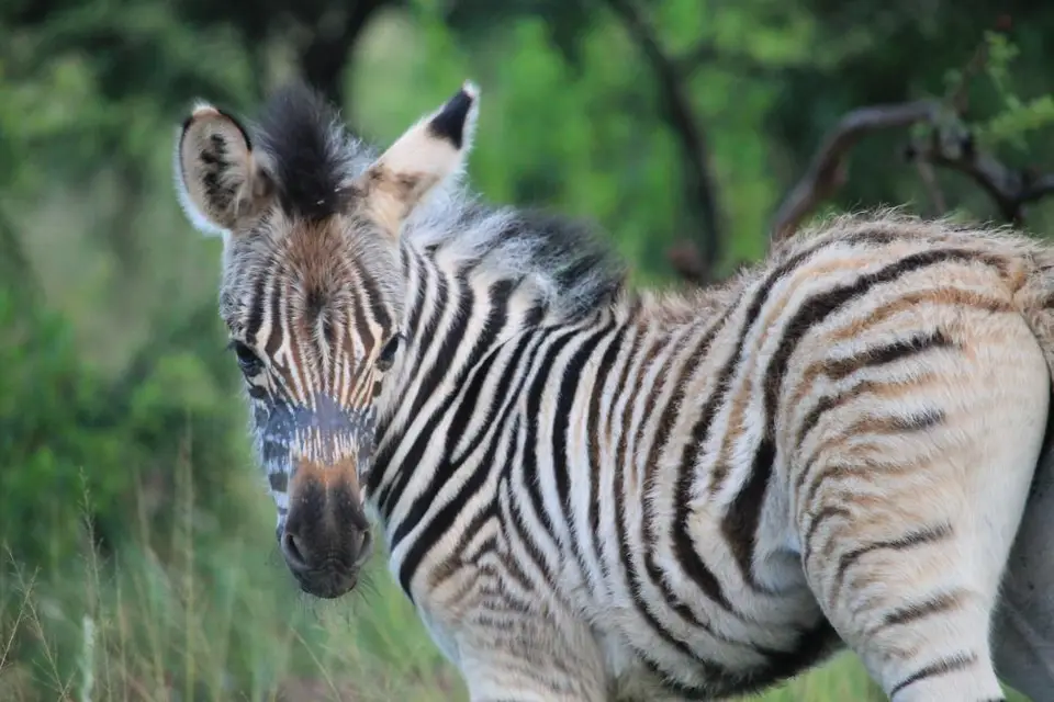 KZN28_(10).jpg