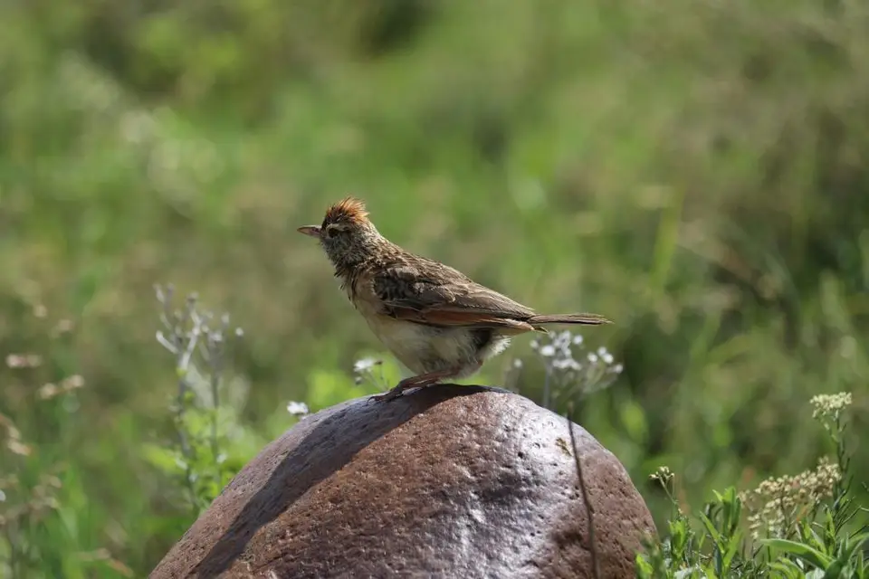 KZN28_(100).jpg