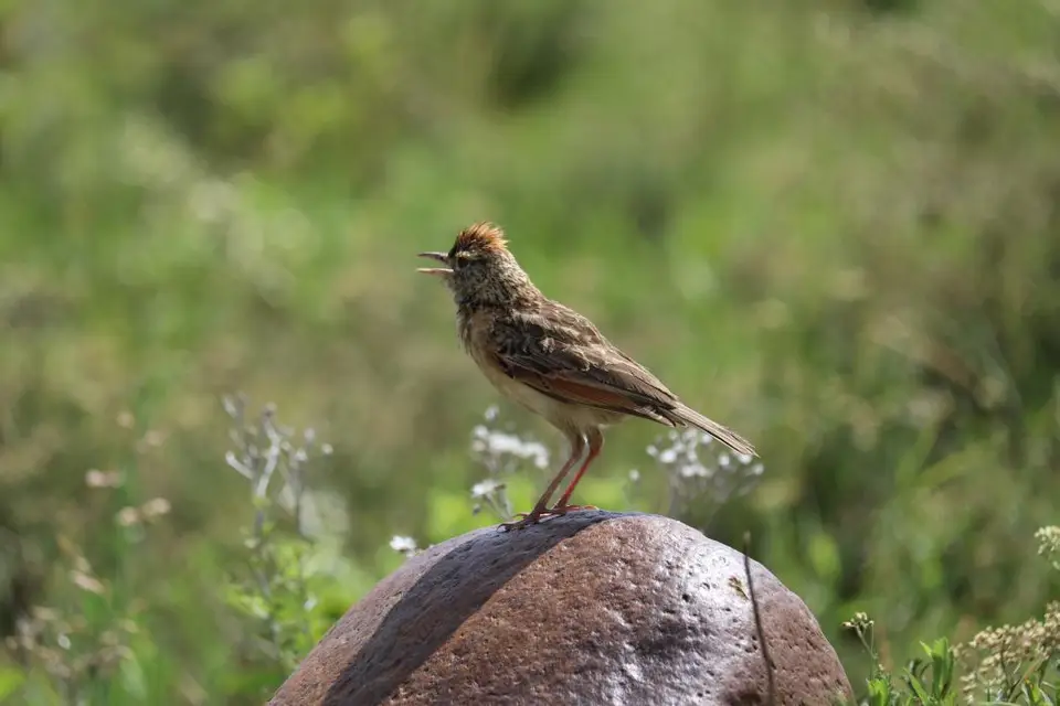 KZN28_(101).jpg