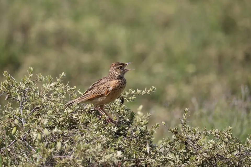 KZN28_(103).jpg