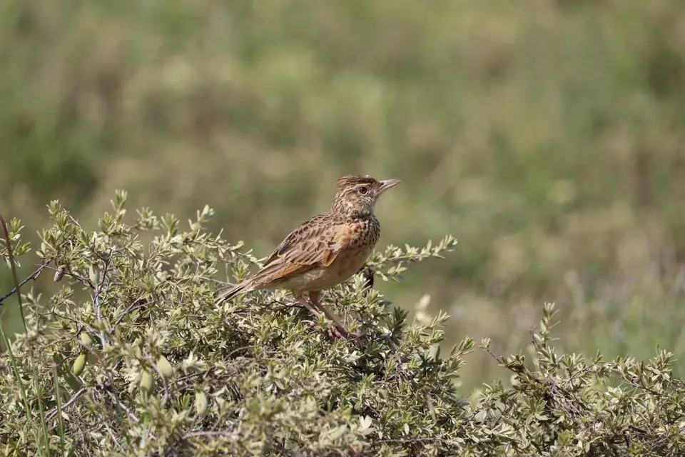 KZN28_(104).jpg
