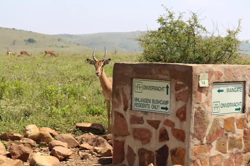 KZN28_(105).jpg
