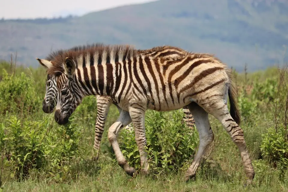 KZN28_(108).jpg